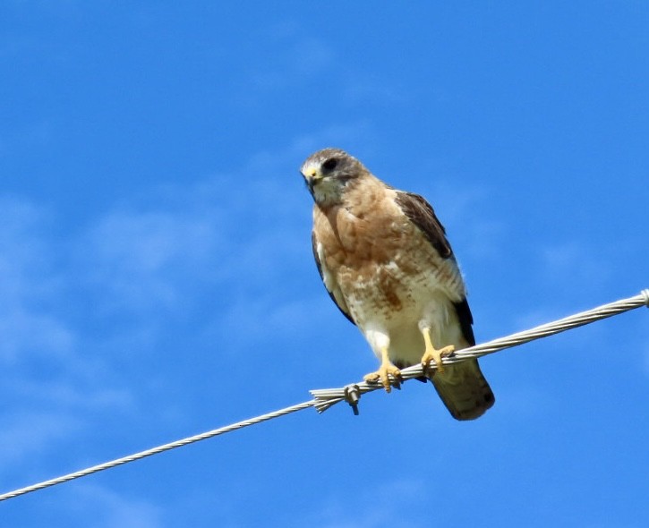 Swainson's Hawk - ML622715558