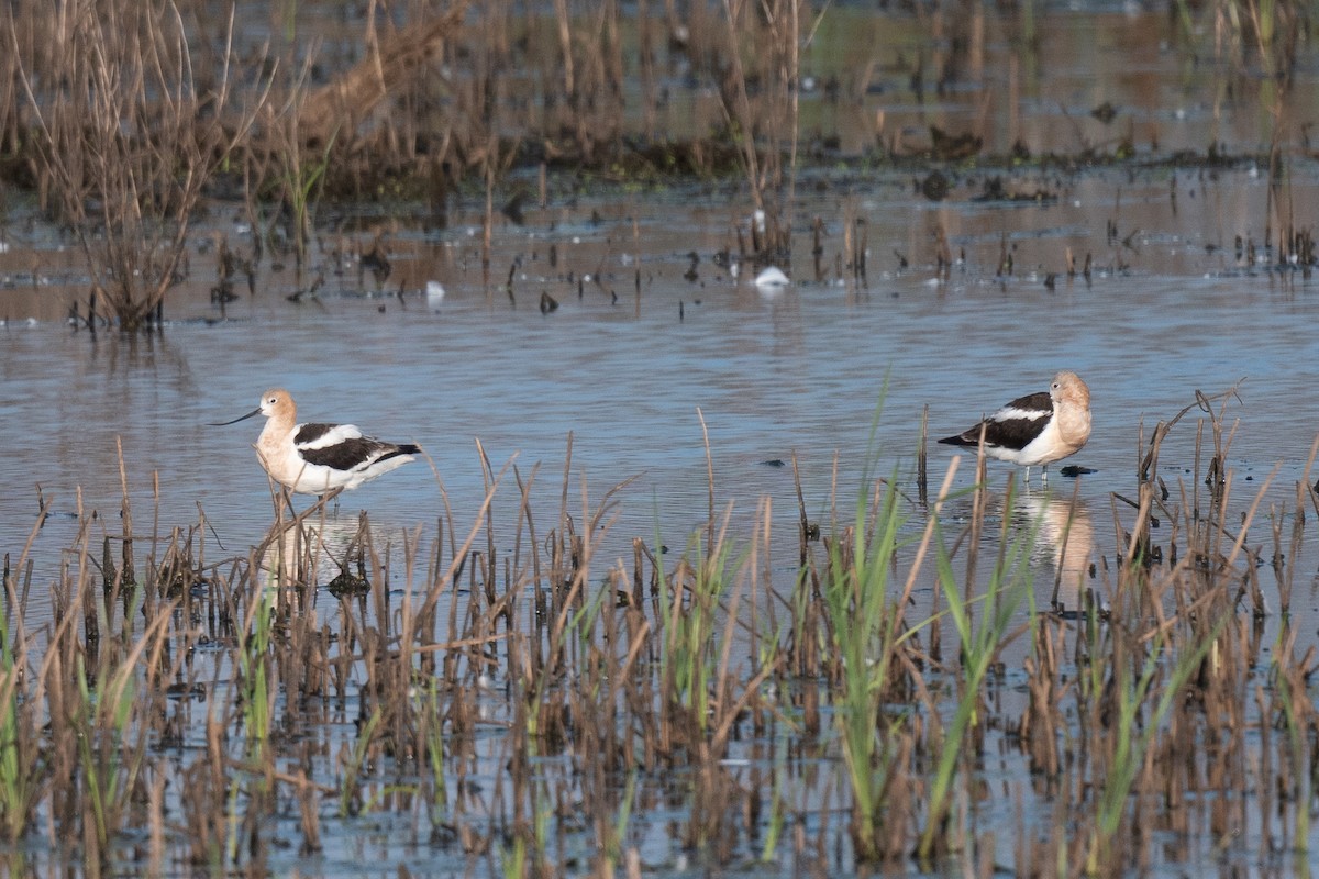 American Avocet - ML622715639