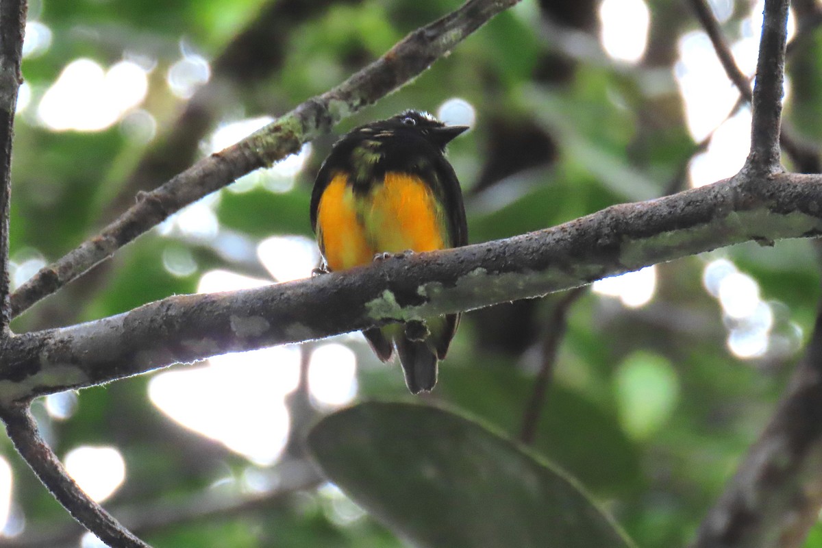 Orange-bellied Manakin - ML622715676