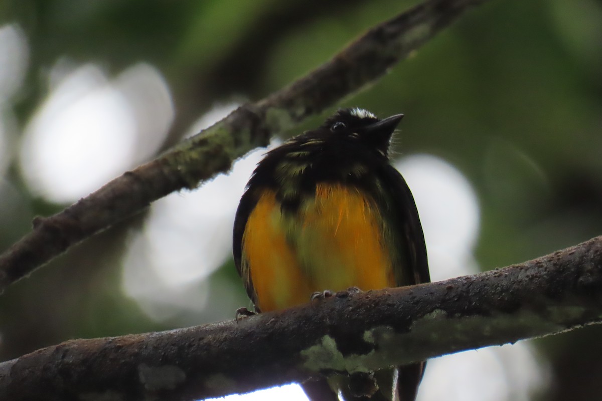 Orange-bellied Manakin - ML622715696