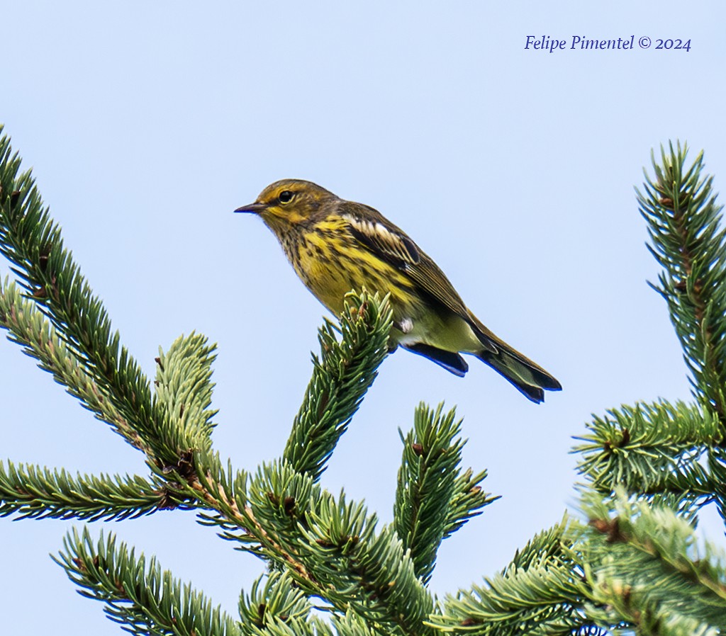 Cape May Warbler - ML622715764