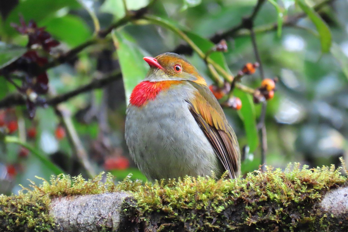 Red-banded Fruiteater - ML622715785
