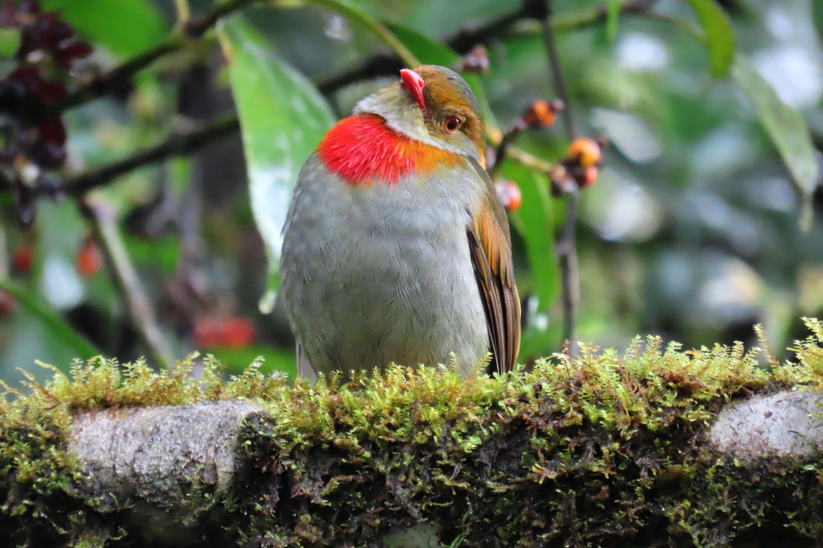 Red-banded Fruiteater - ML622715800