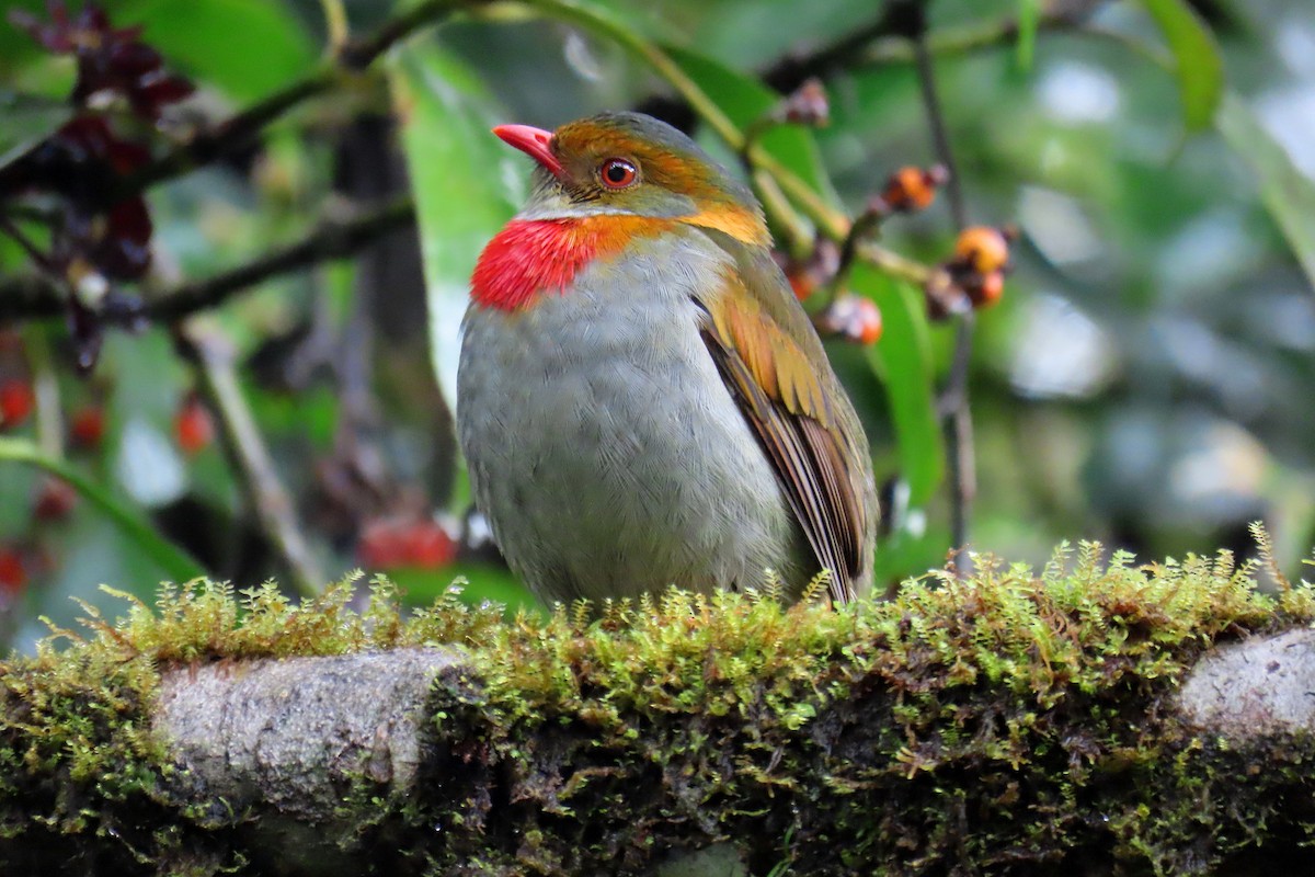 Red-banded Fruiteater - ML622715830