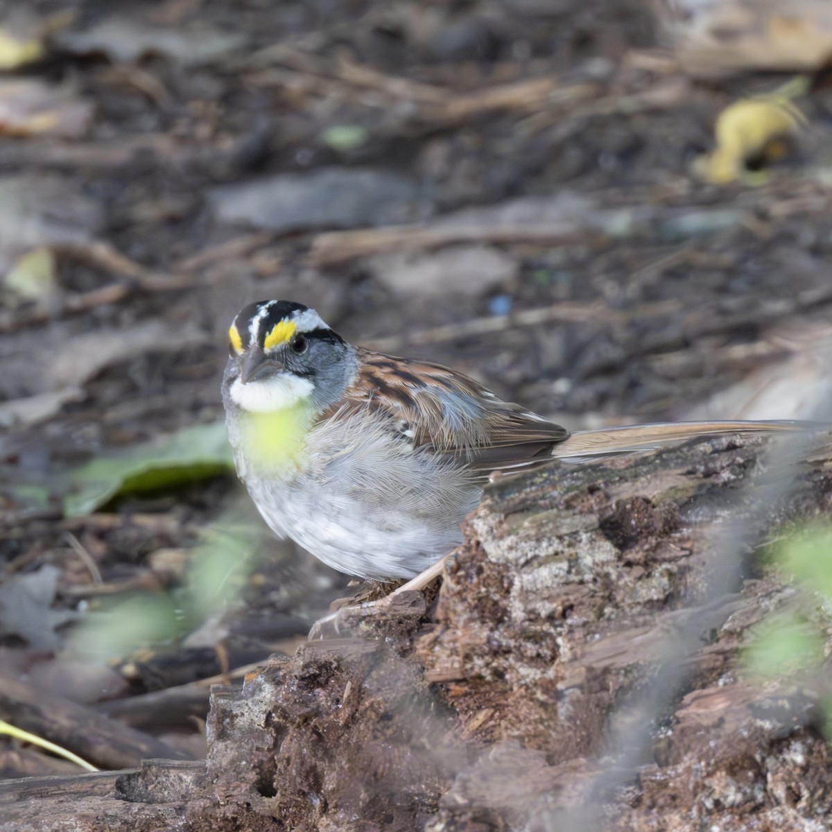 White-throated Sparrow - ML622715854