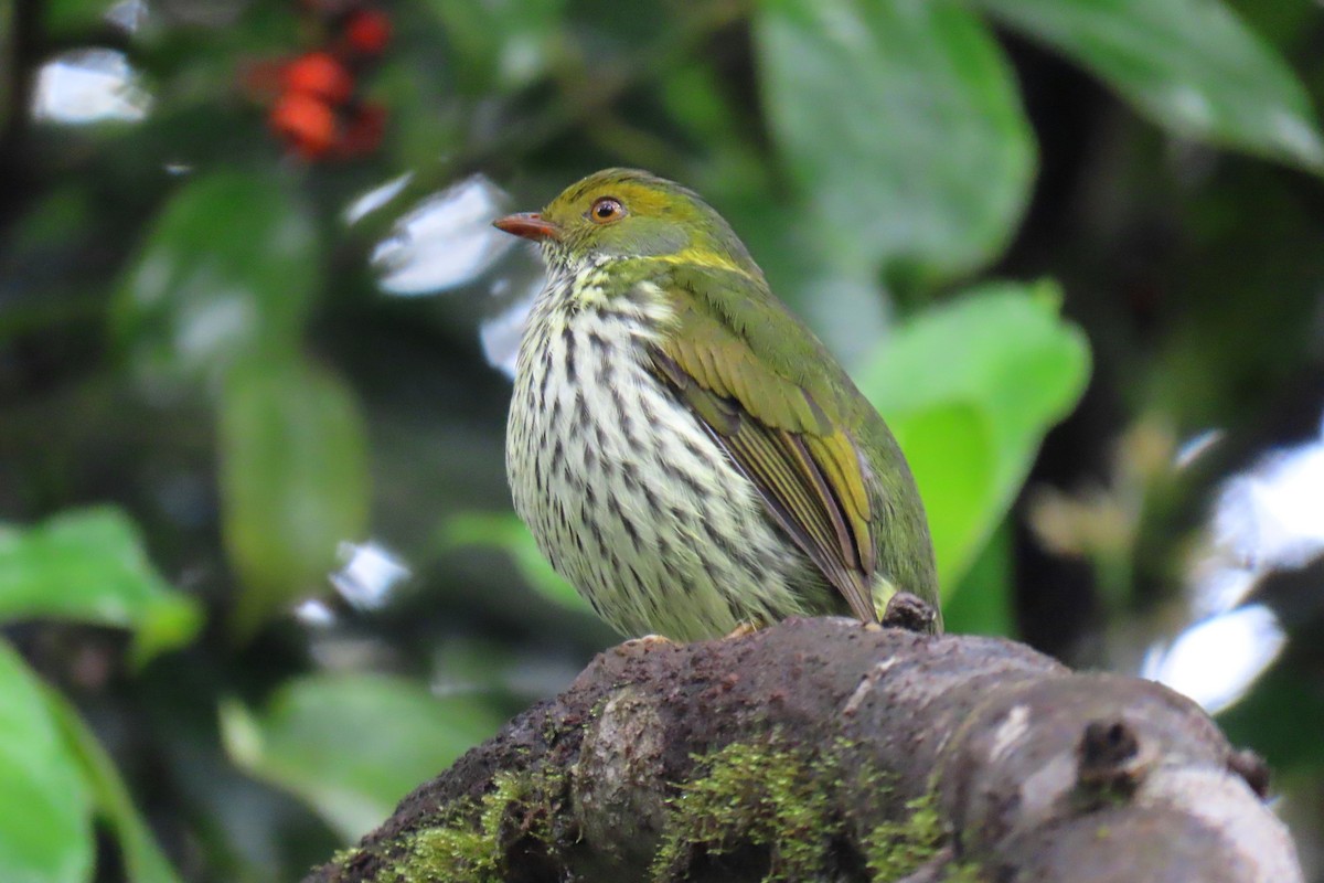 Red-banded Fruiteater - ML622715855