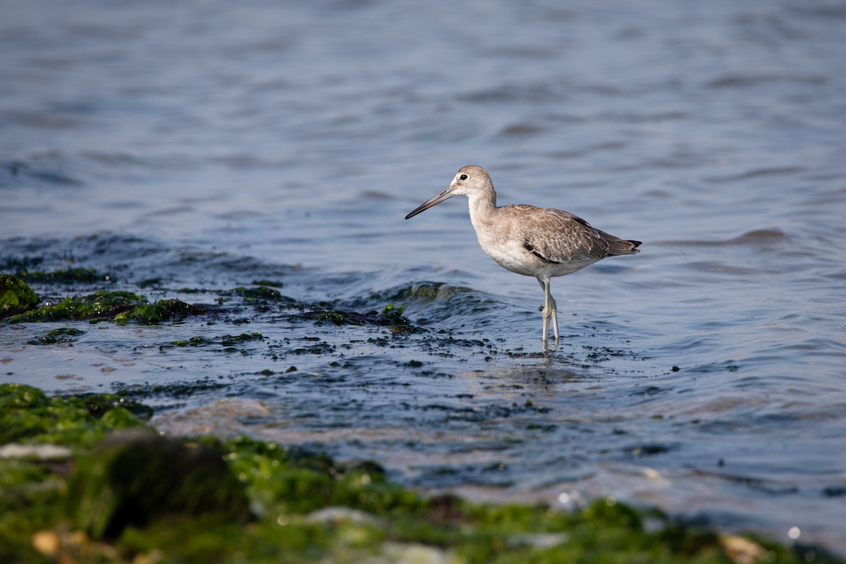 Willet - ML622715859