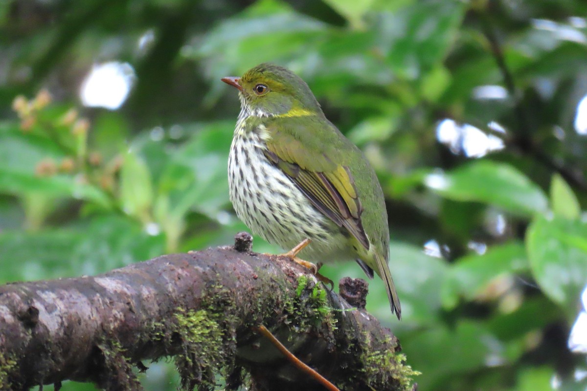 Red-banded Fruiteater - ML622715862