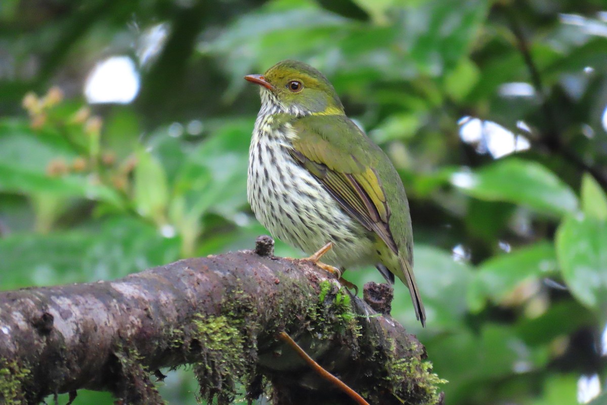 Red-banded Fruiteater - ML622715872