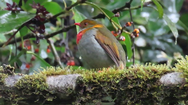 Red-banded Fruiteater - ML622715918