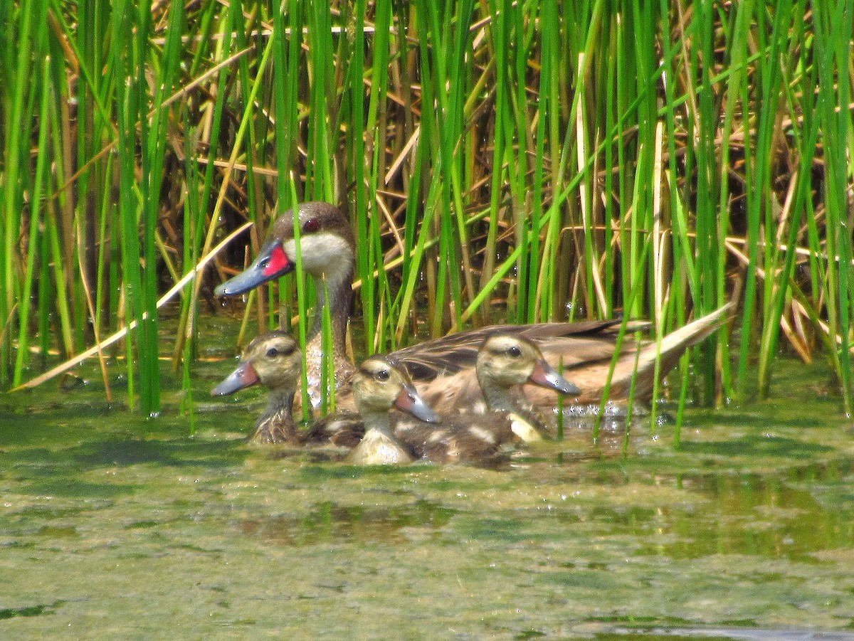 White-cheeked Pintail - ML622715951