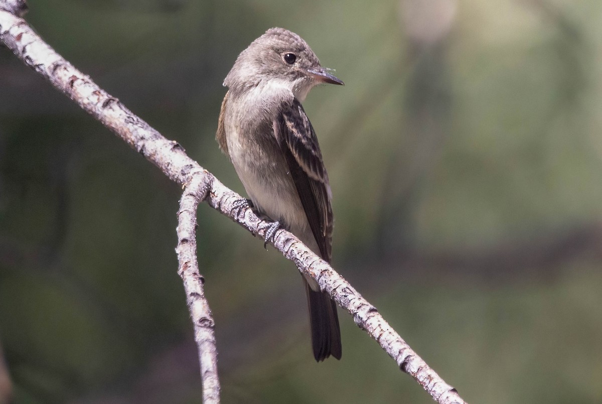 Western Wood-Pewee - ML622715952