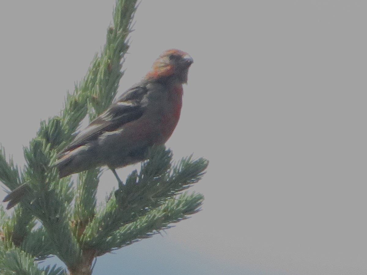 Pine Grosbeak - ML622716000