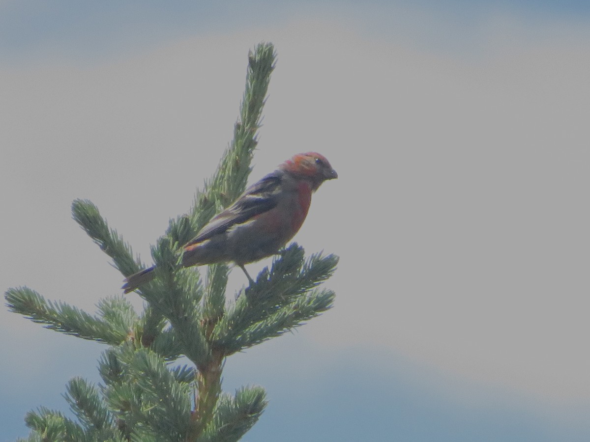 Pine Grosbeak - ML622716008