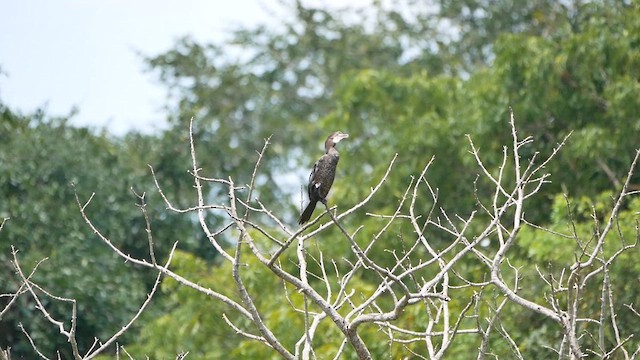 Little Cormorant - ML622716061