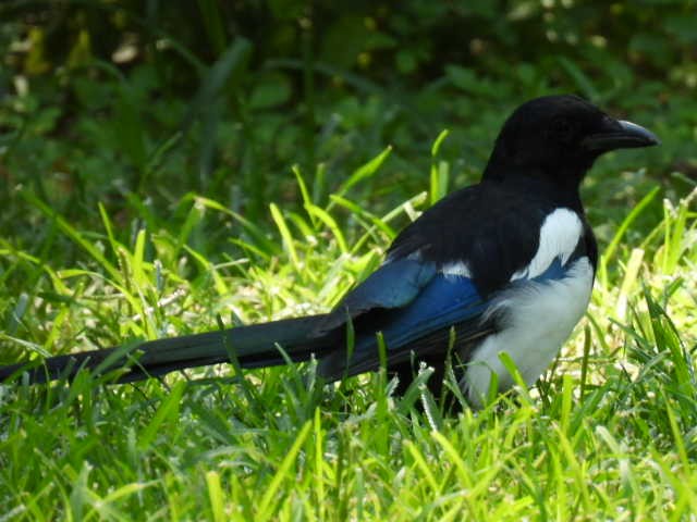 Eurasian Magpie (Eurasian) - ML622716111