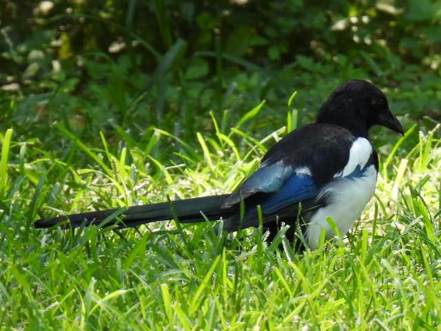 Eurasian Magpie (Eurasian) - Joseph McGill