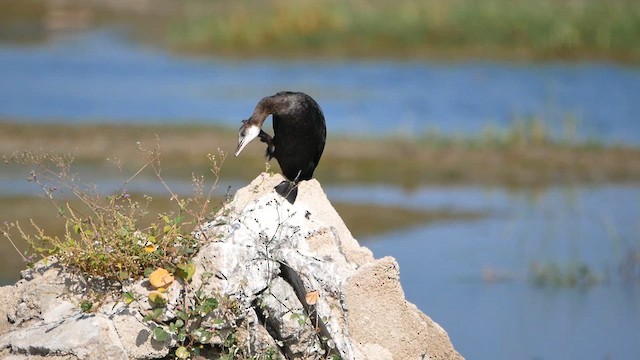 Little Cormorant - ML622716219