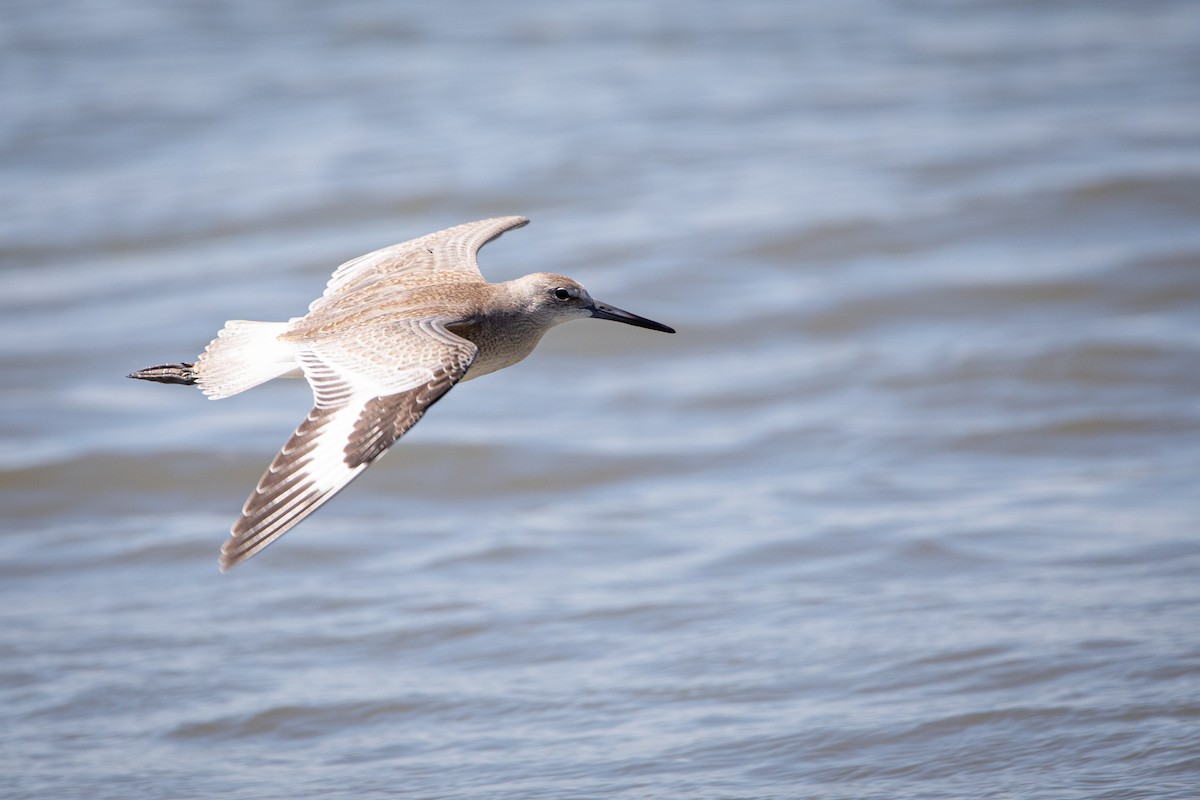 Willet - ML622716287