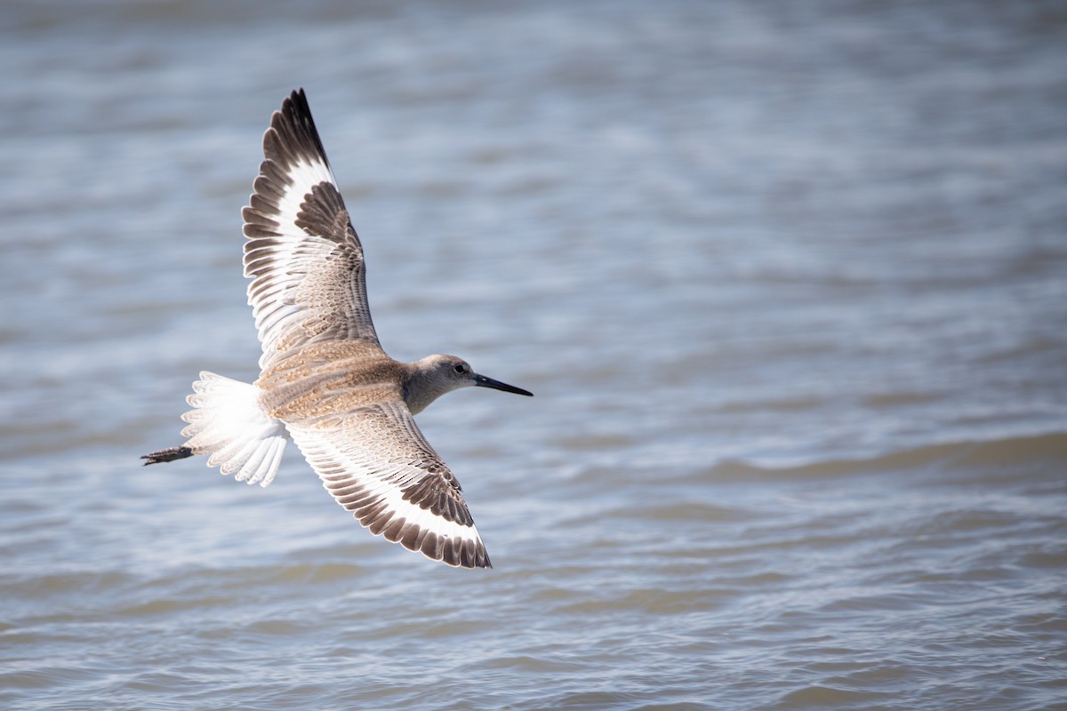 Willet - ML622716291