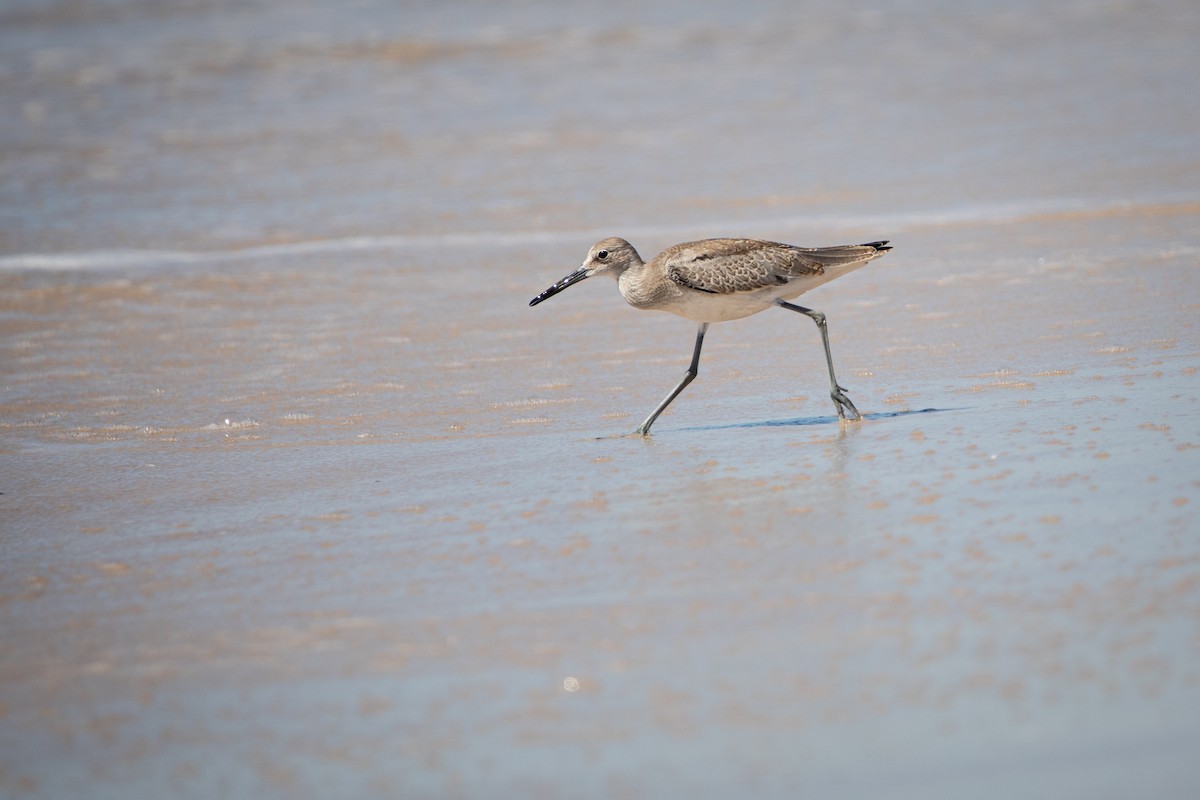 Willet - ML622716294