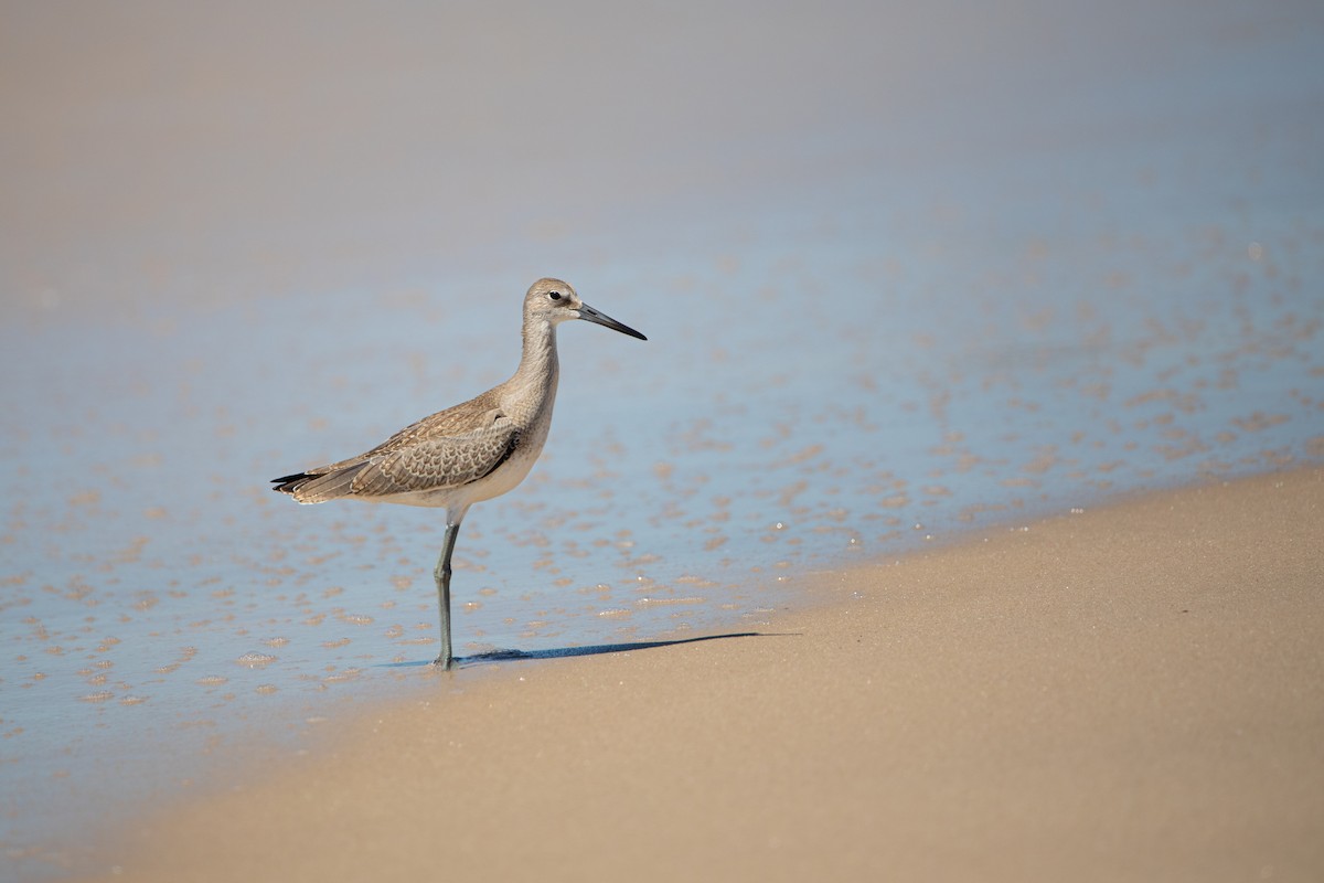 Willet - ML622716297