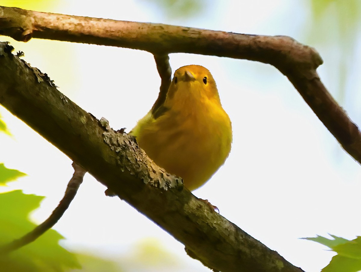 Yellow Warbler - ML622716353