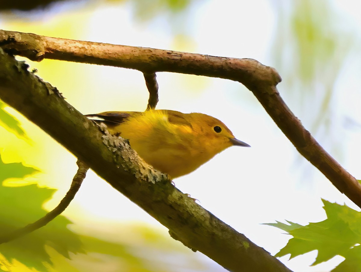 Yellow Warbler - ML622716354