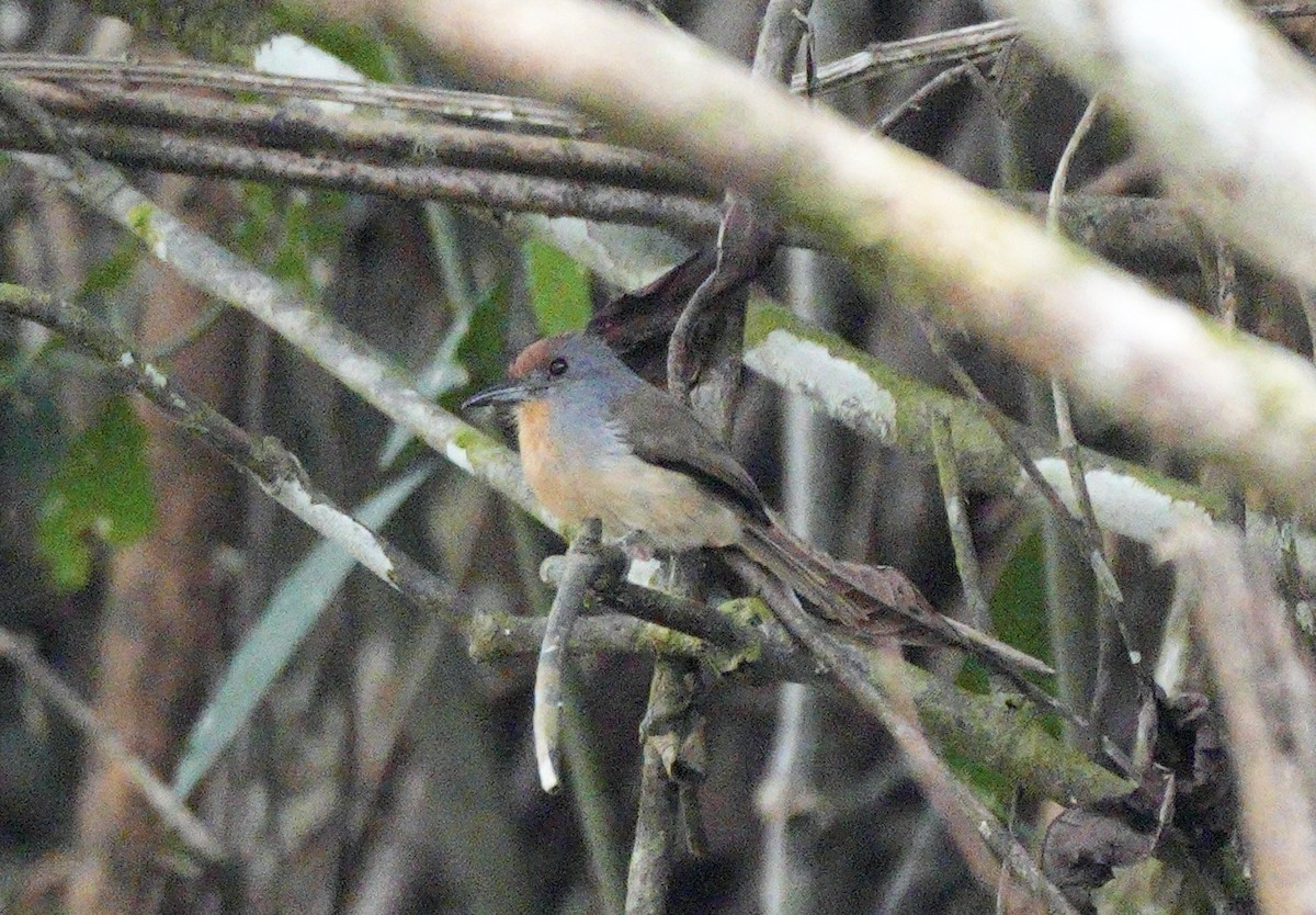 Rufous-capped Nunlet - ML622716372