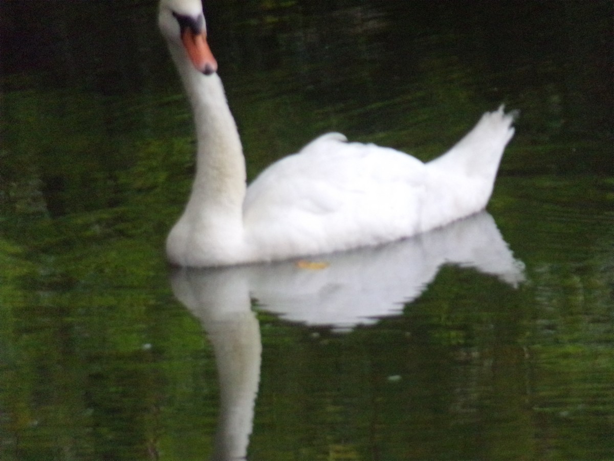 Mute Swan - ML622716406