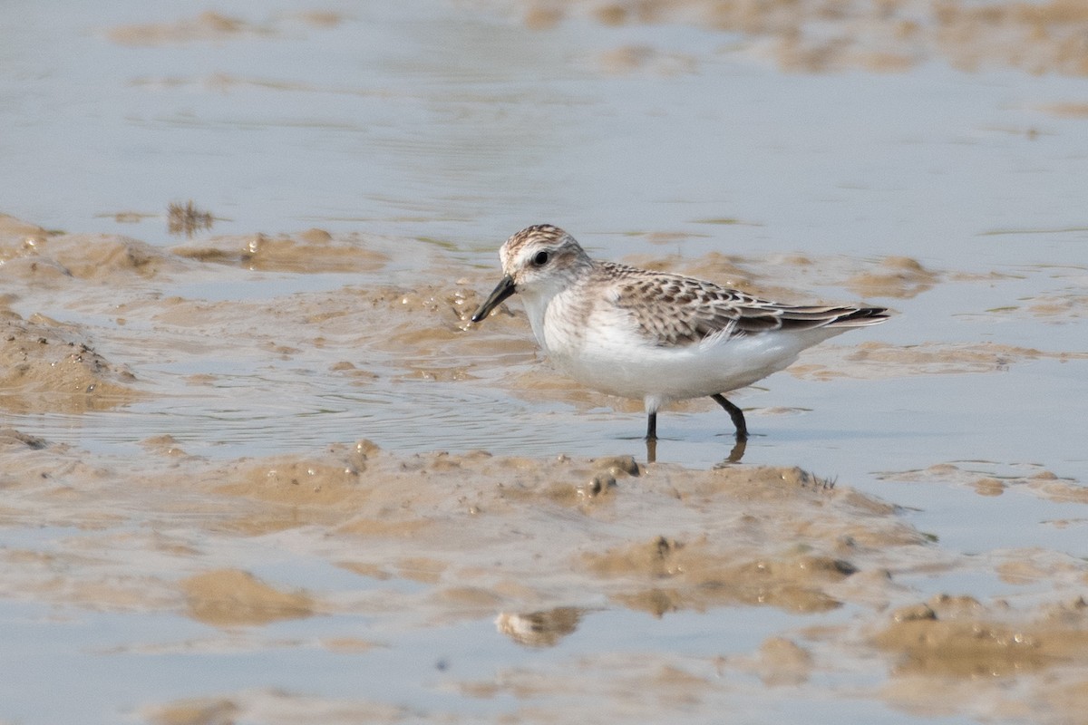 Semipalmated Sandpiper - ML622716418