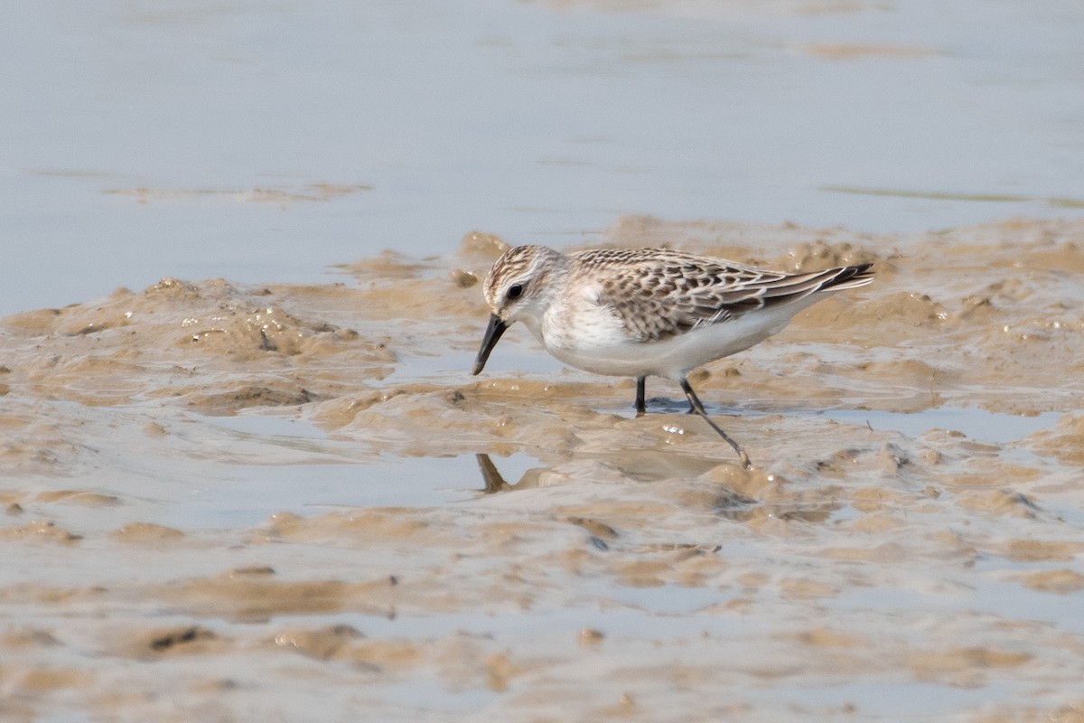 Semipalmated Sandpiper - ML622716420