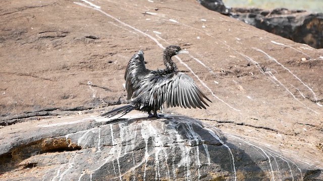 Little Cormorant - ML622716469