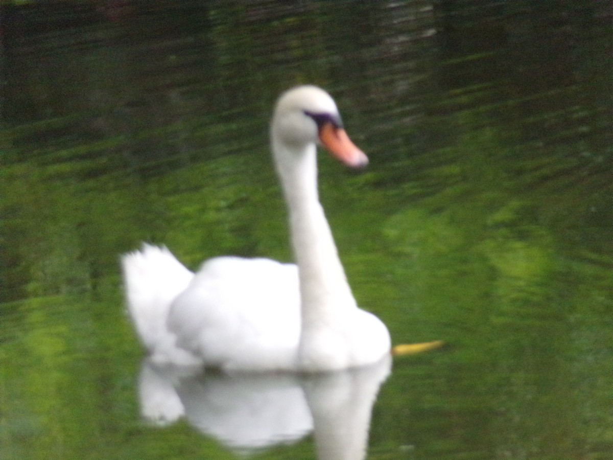 Mute Swan - ML622716486
