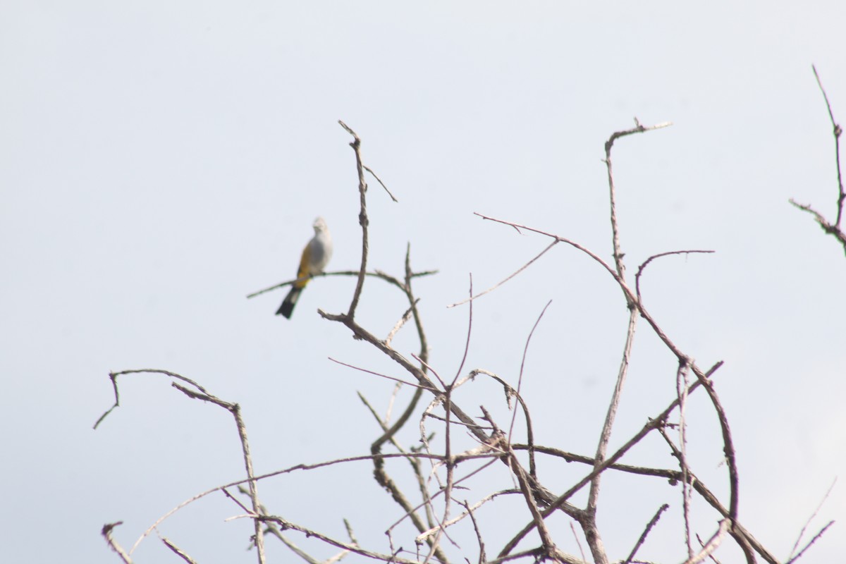 Gray Silky-flycatcher - Octavio Calderón