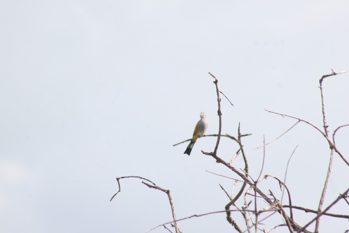 Gray Silky-flycatcher - ML622716491