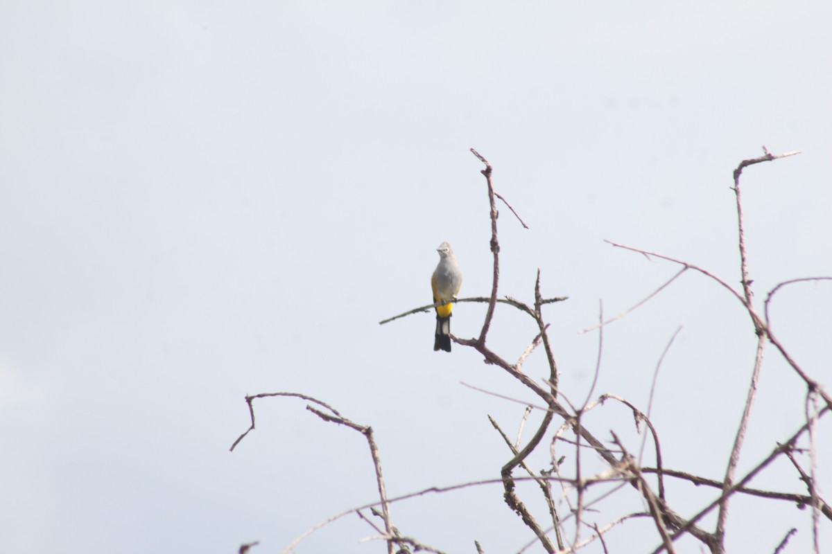 Gray Silky-flycatcher - ML622716492