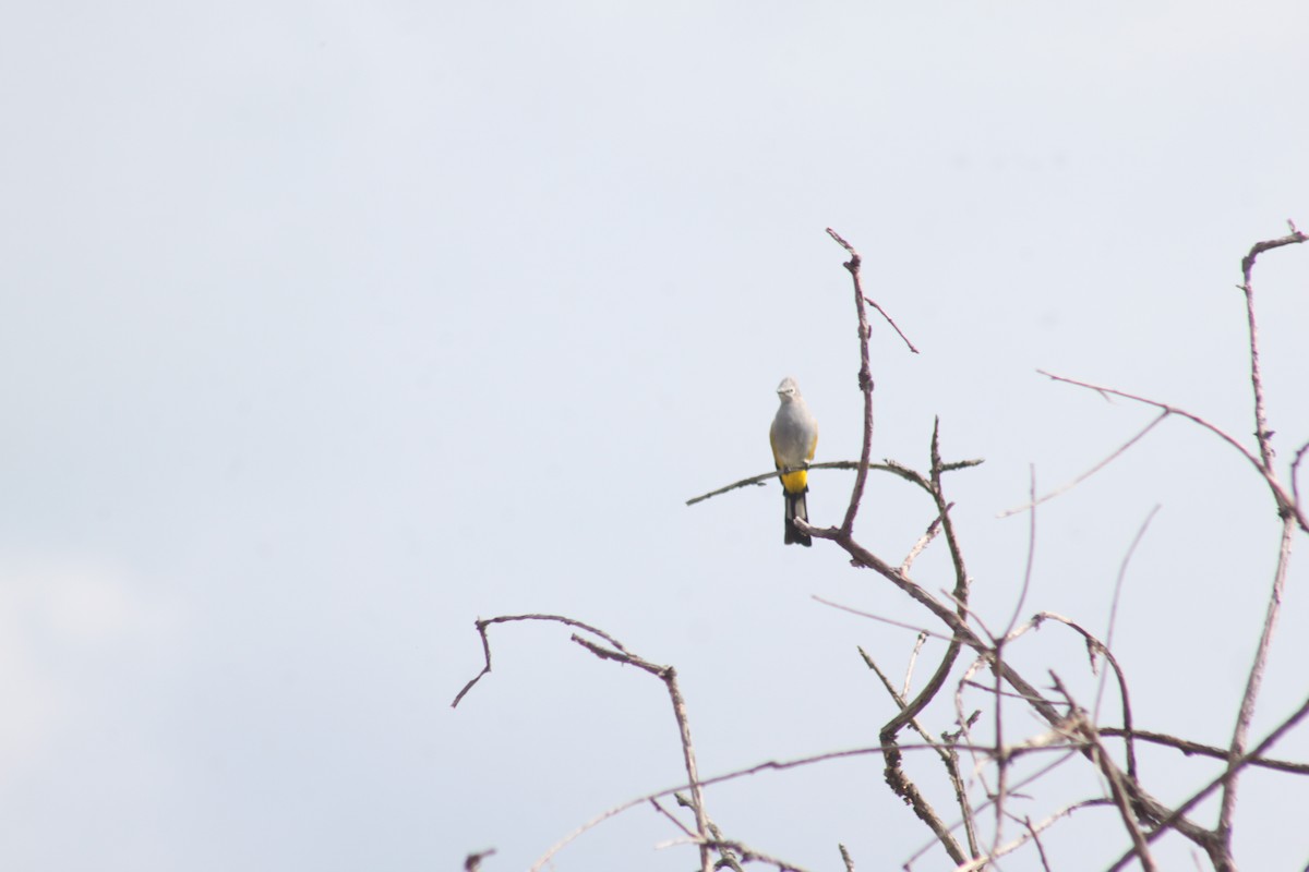 Gray Silky-flycatcher - Octavio Calderón