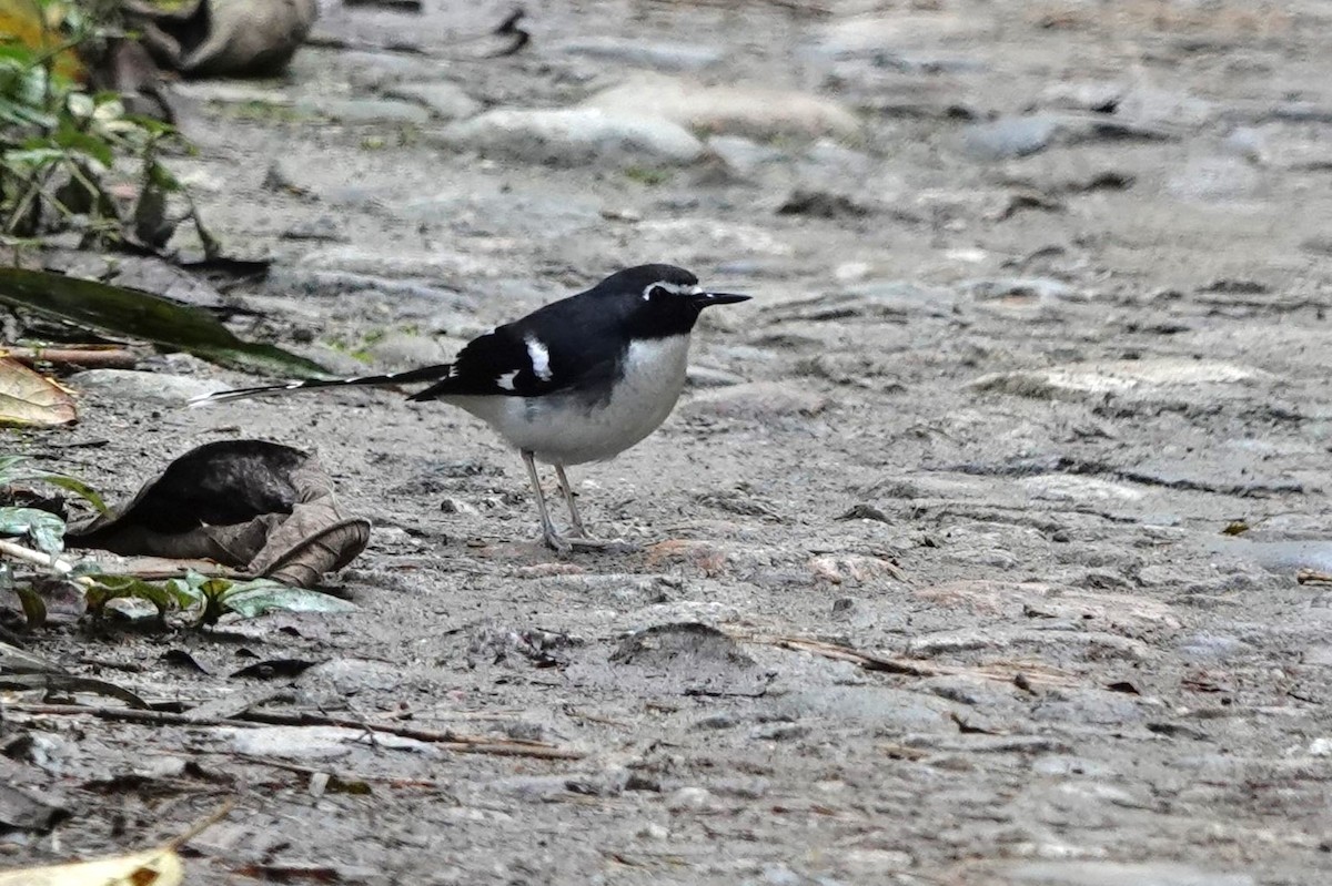 Slaty-backed Forktail - ML622716511