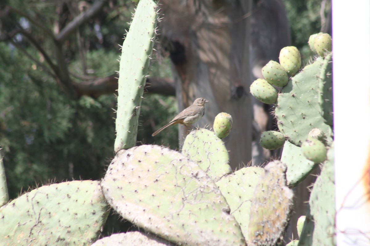 Canyon Towhee - ML622716572