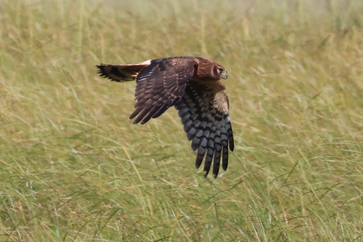 Northern Harrier - ML622716670