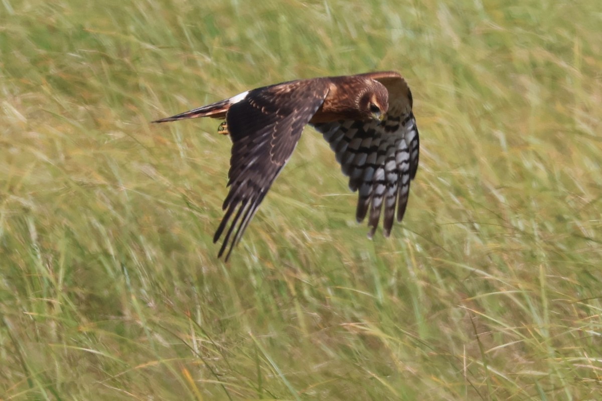 Northern Harrier - ML622716671