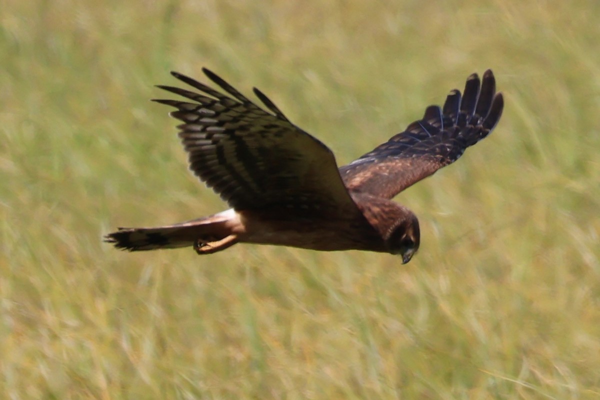 Northern Harrier - ML622716672