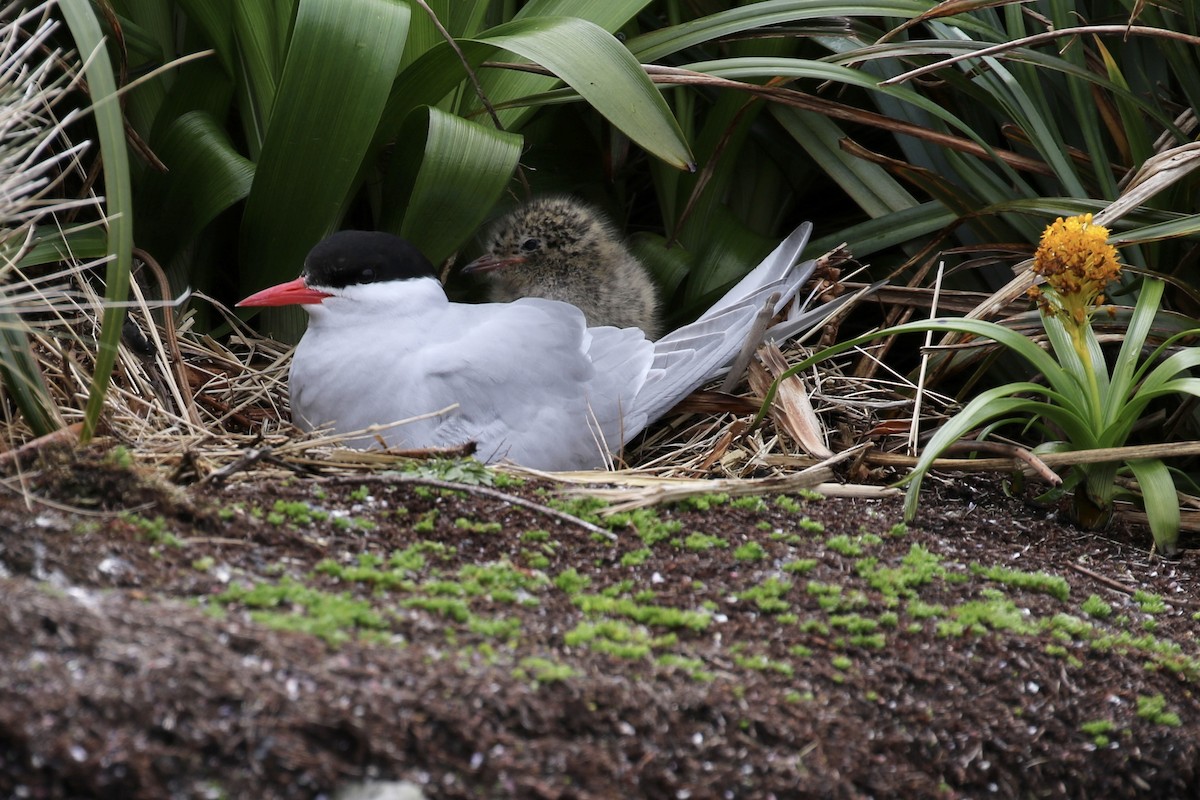 Antarctic Tern - ML622716772