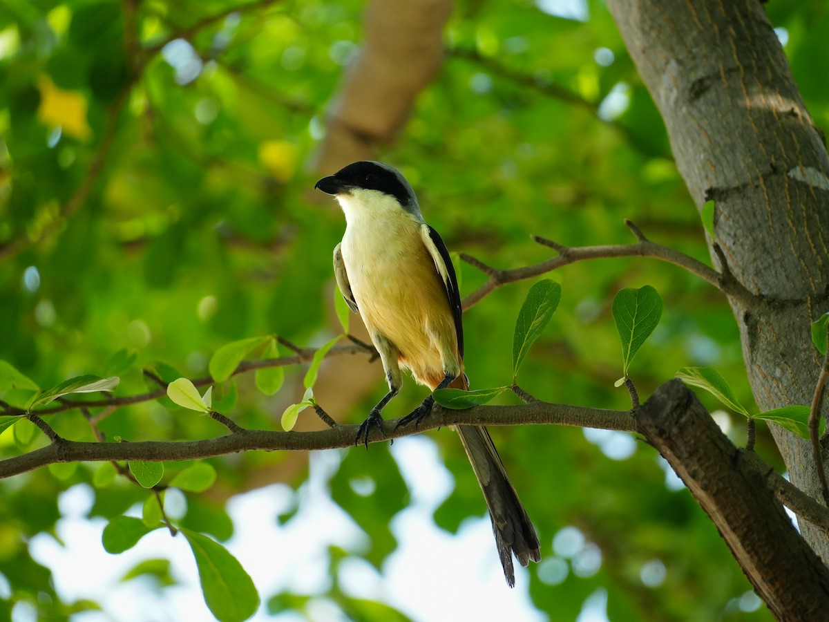 Long-tailed Shrike - ML622716796