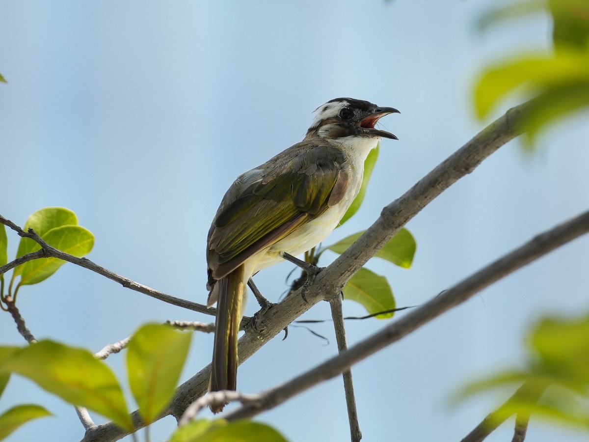 Light-vented Bulbul - ML622716803