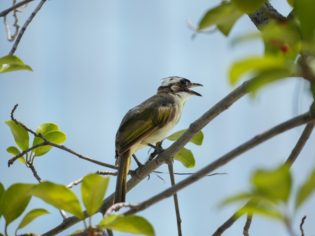 Light-vented Bulbul - ML622716804