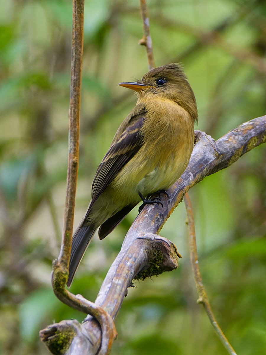 Ochraceous Pewee - ML622716805