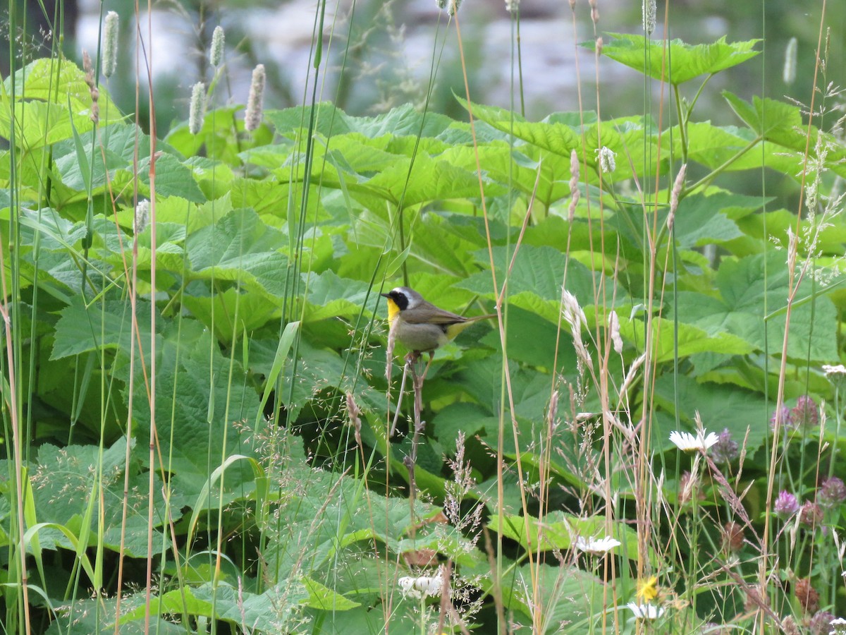 Common Yellowthroat - ML622716806