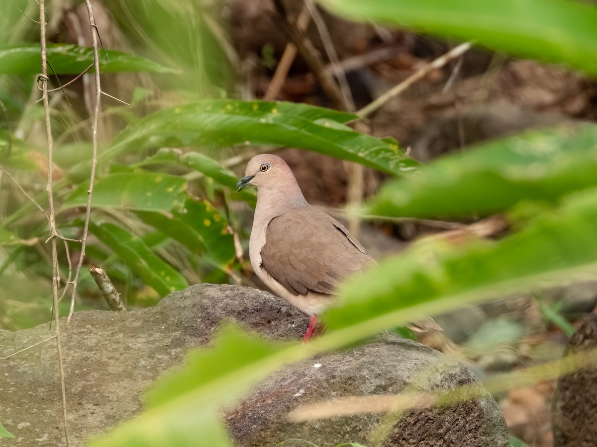 White-tipped Dove - ML622716812